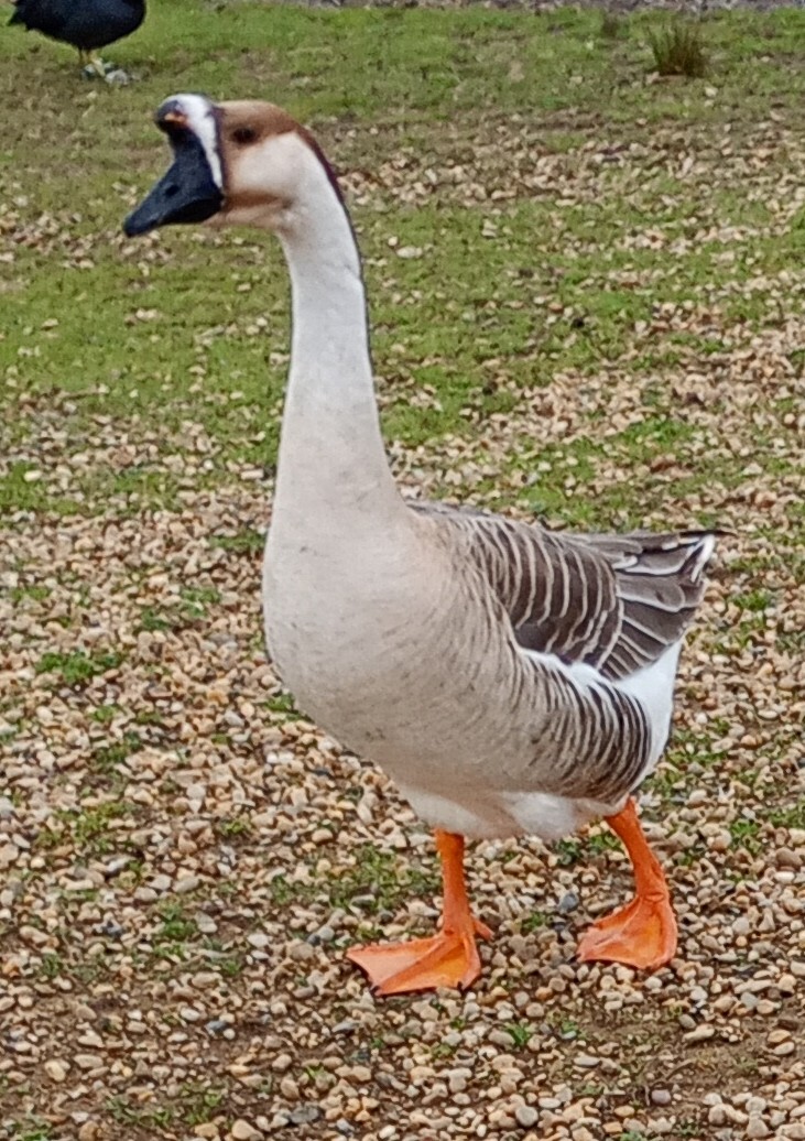 Ánsar Cisnal - ML649276767