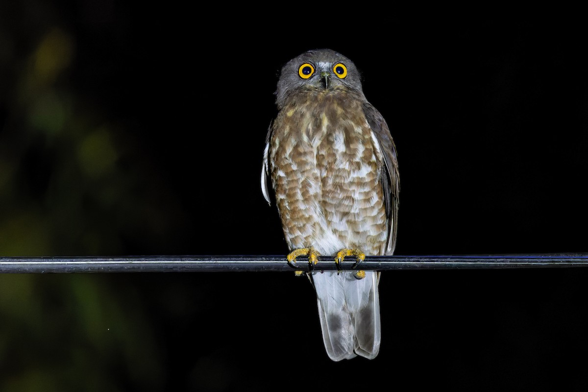 Сова-голконіг далекосхідна - ML649276985