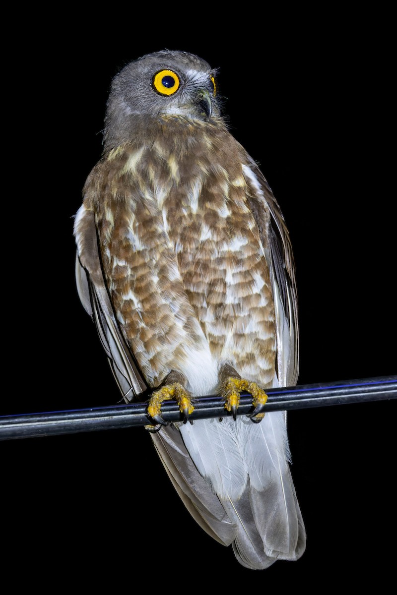 Сова-голконіг далекосхідна - ML649276986