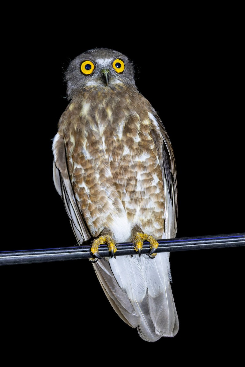 Сова-голконіг далекосхідна - ML649276987