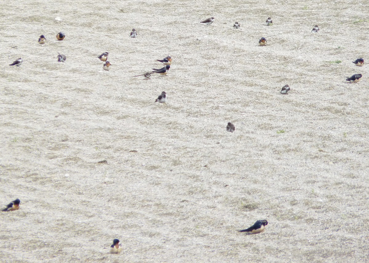 Береговушка - ML649277127