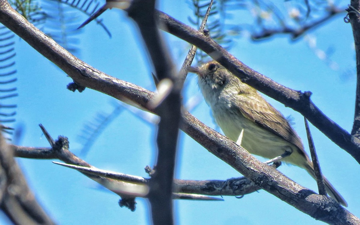 Fulvous-crowned Scrub-Tyrant - ML649277380