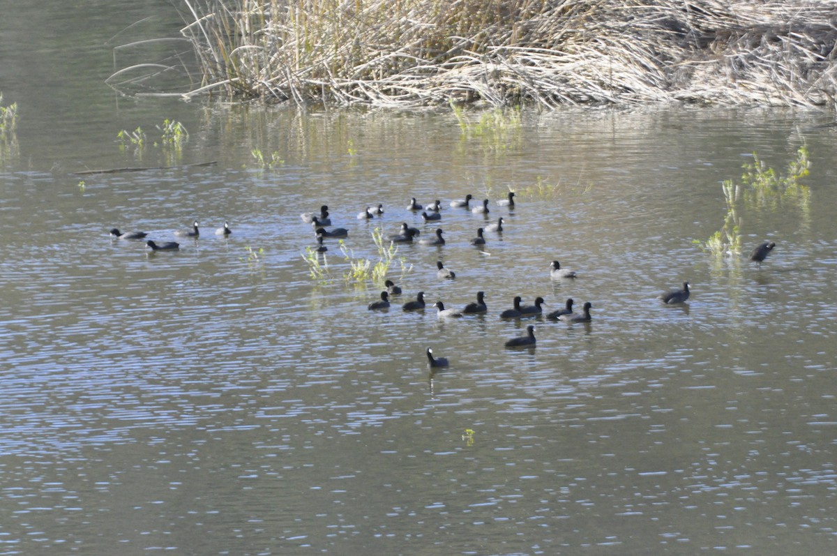 American Coot - ML649277655