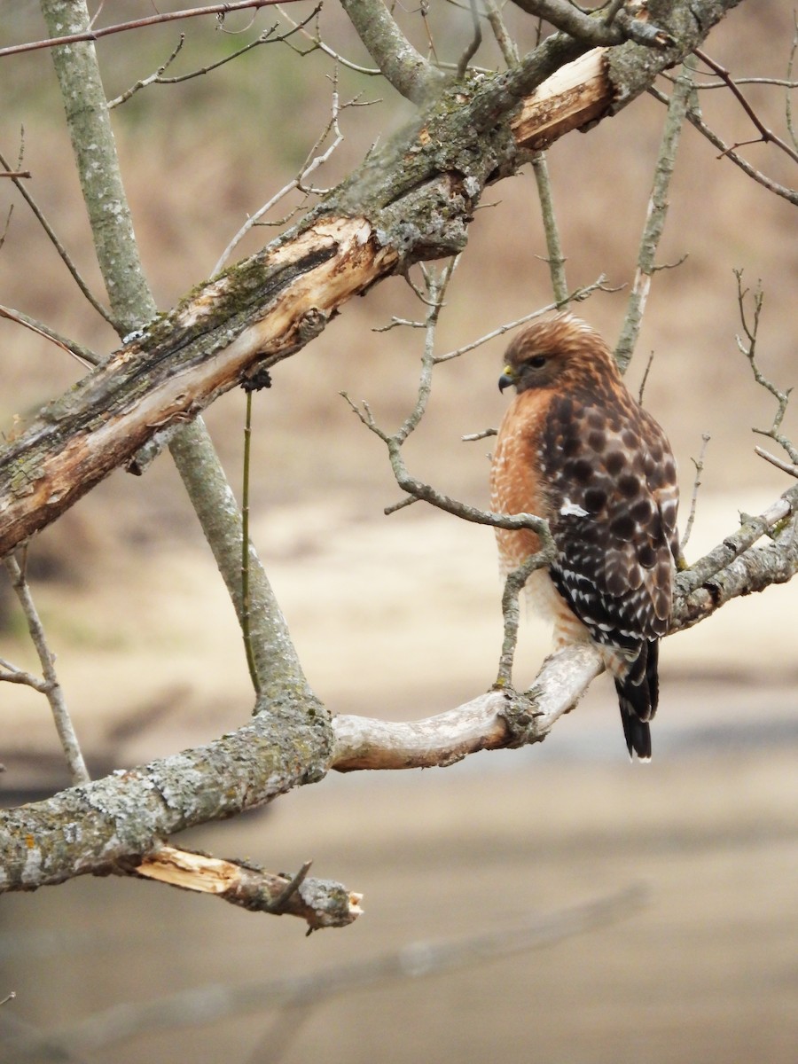 Red-shouldered Hawk - ML649277657