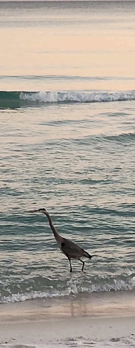 Great Blue Heron (Great Blue) - ML649277661