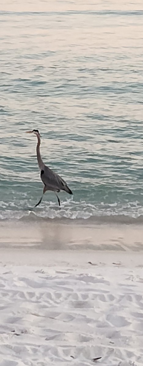 Great Blue Heron (Great Blue) - ML649277662