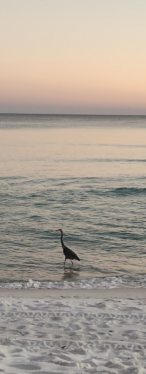 Great Blue Heron (Great Blue) - ML649277663