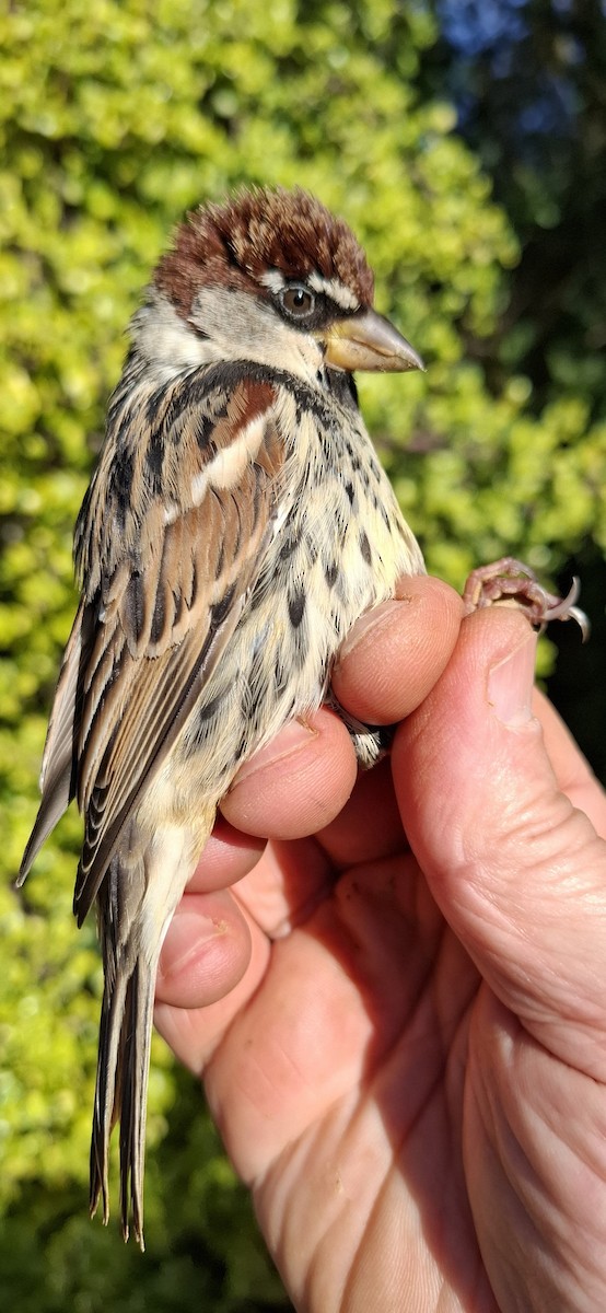 Spanish Sparrow - ML649277664