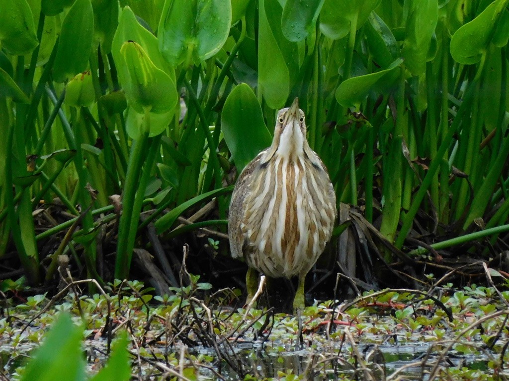 American Bittern - ML649277665