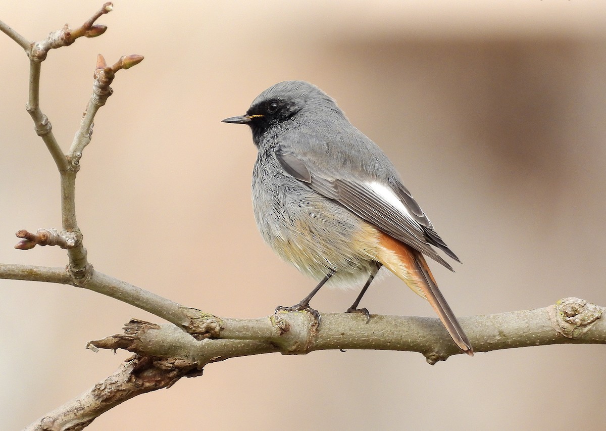 Black Redstart (Western) - ML649277666