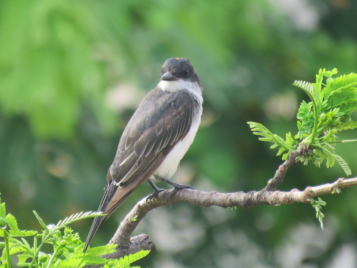 Eastern Kingbird - ML649277668