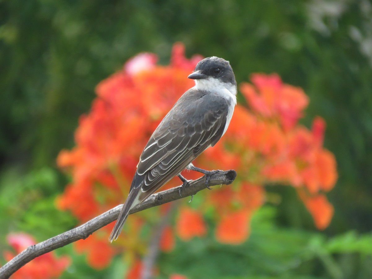 Eastern Kingbird - ML649277669