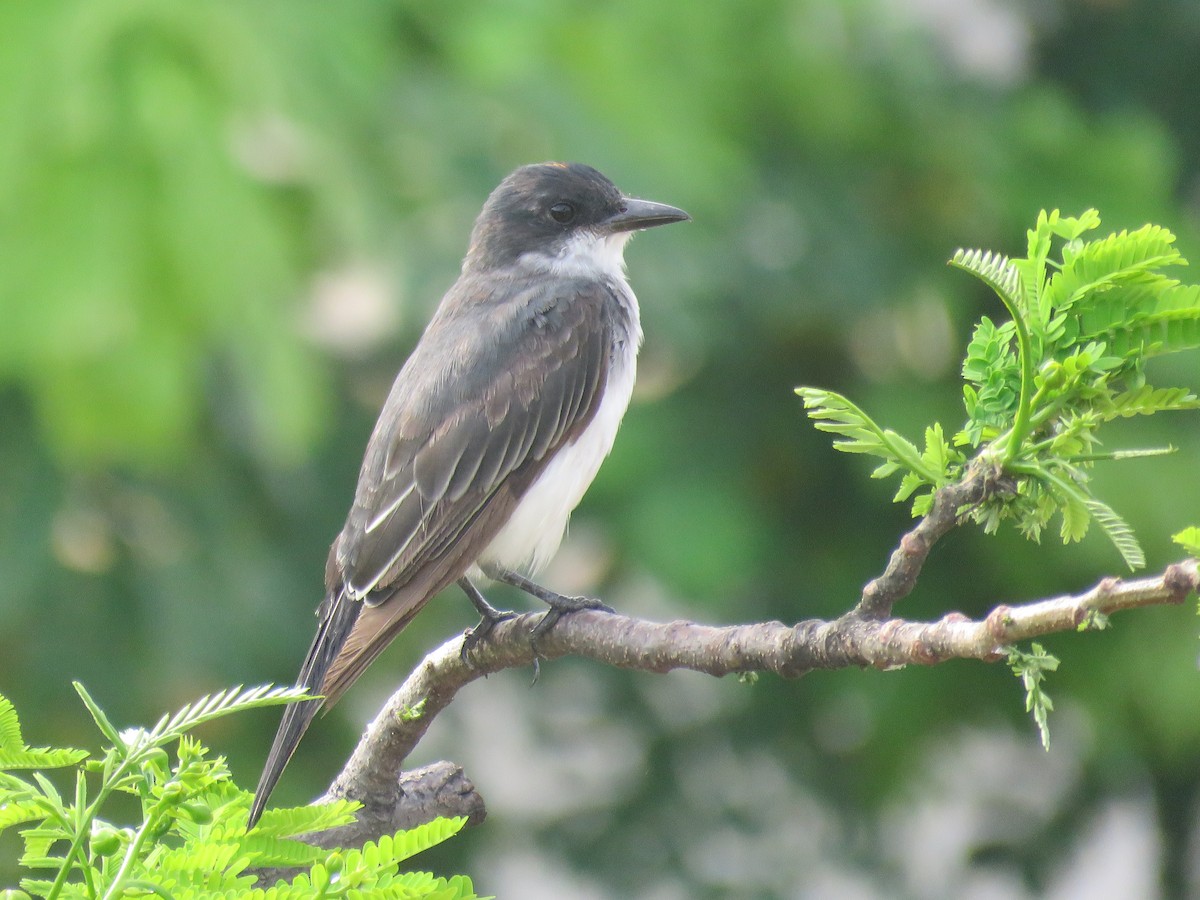 Eastern Kingbird - ML649277670