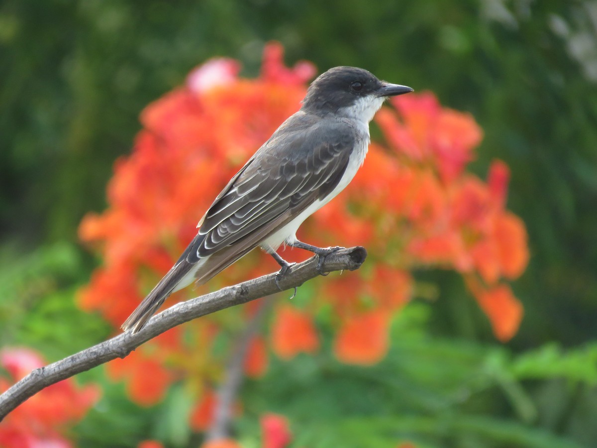 Eastern Kingbird - ML649277671