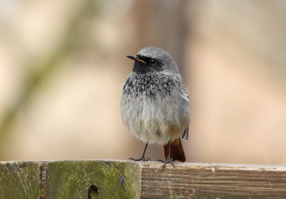 Black Redstart (Western) - ML649277672