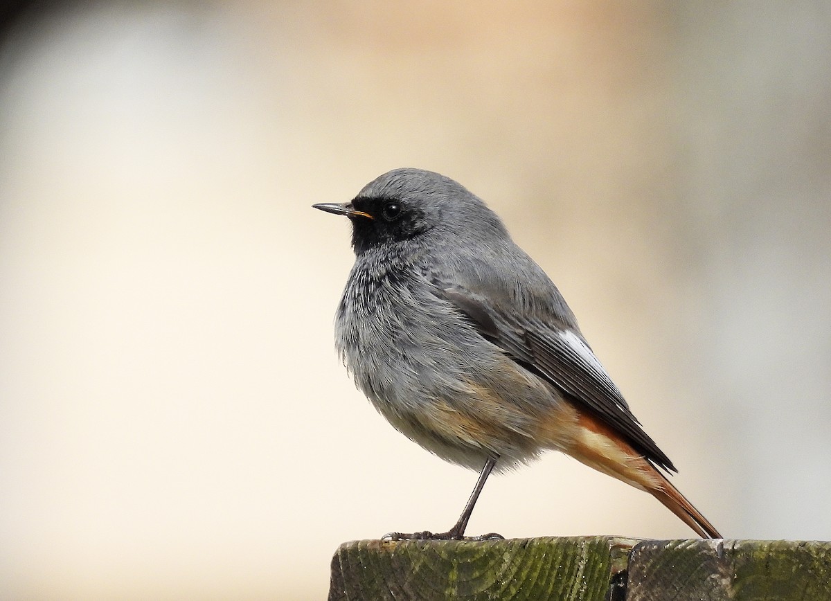 Black Redstart (Western) - ML649277674