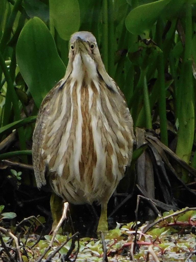 American Bittern - ML649277678