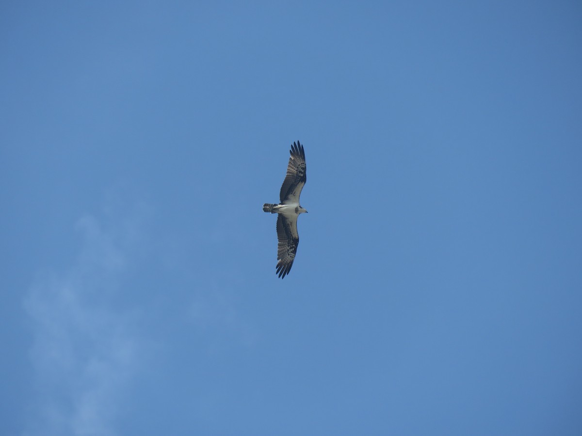 Osprey - ML649277680