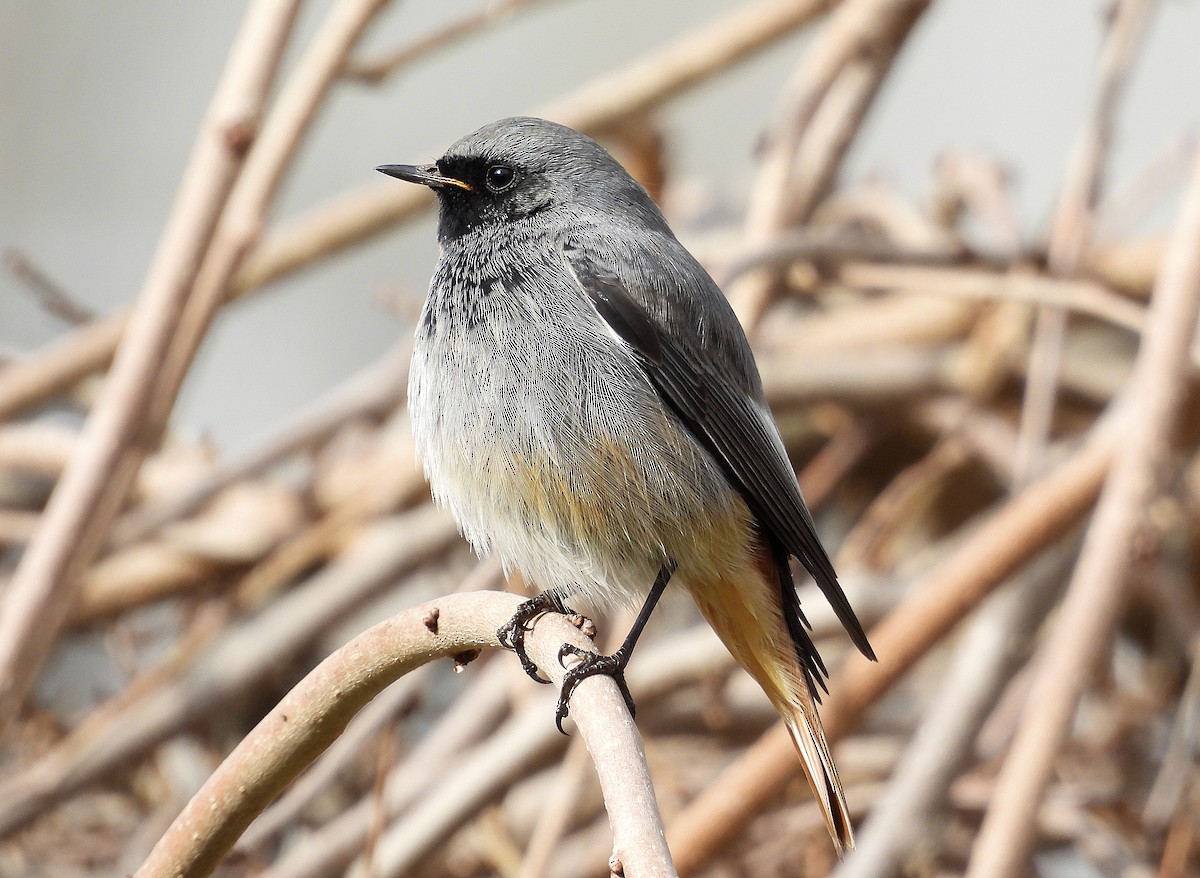 Black Redstart (Western) - ML649277681