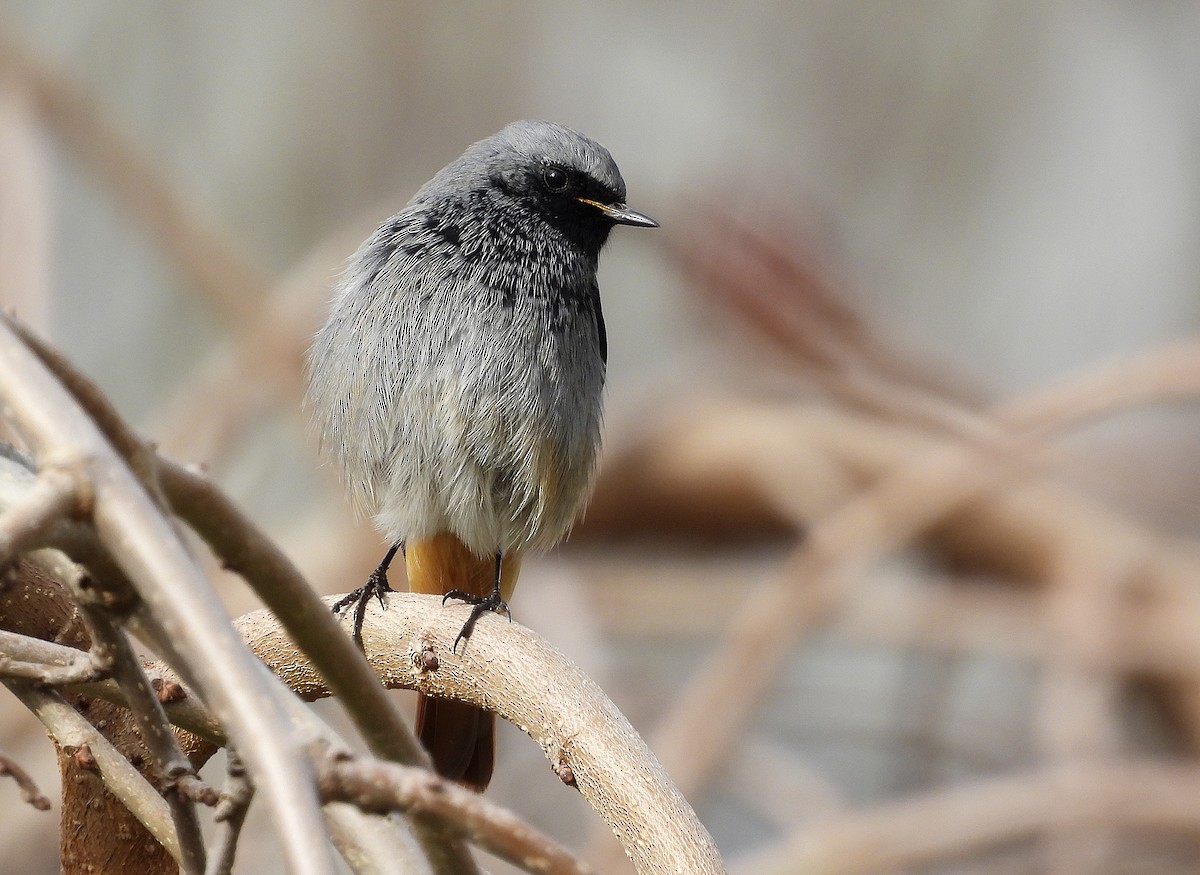 Black Redstart (Western) - ML649277682