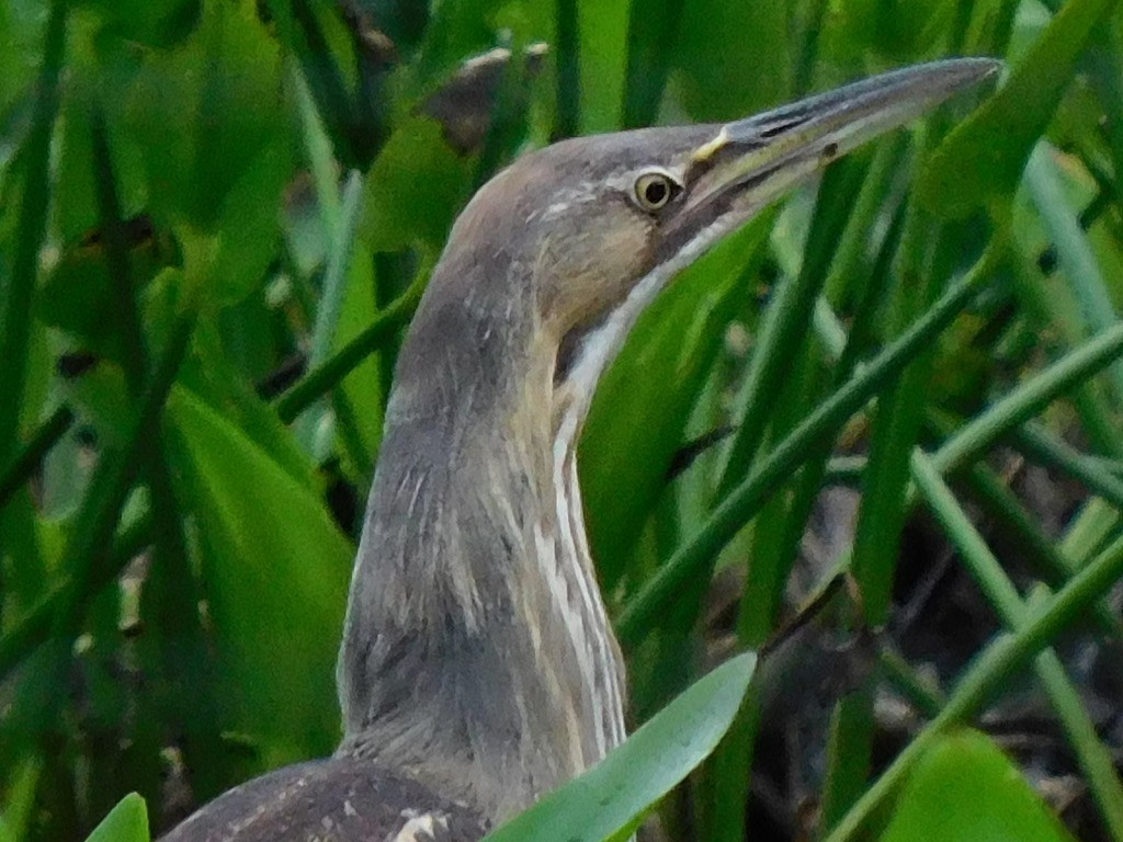 American Bittern - ML649277683