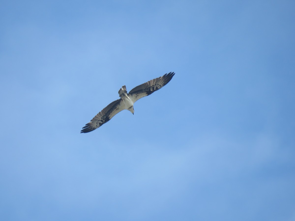 Osprey - ML649277684