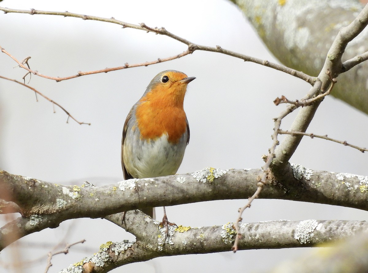 European Robin - ML649277686