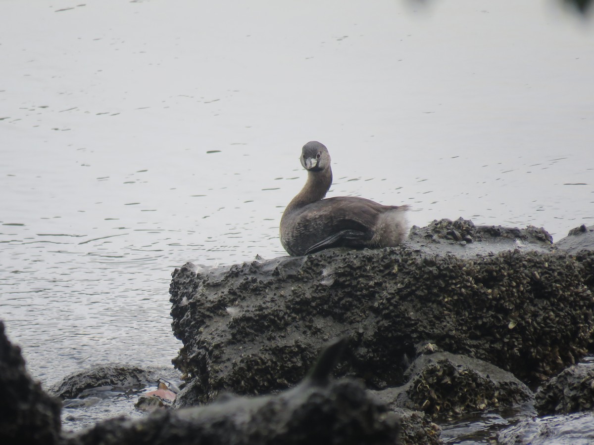 Pied-billed Grebe - ML649277687