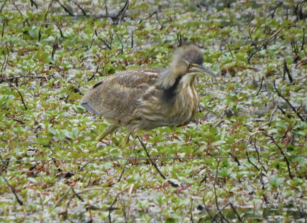 American Bittern - ML649277688