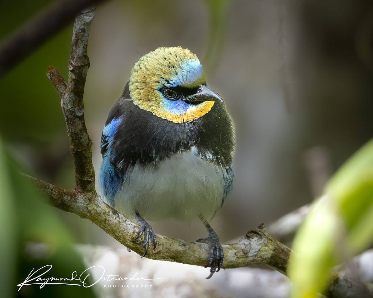 Golden-hooded Tanager - ML649277689