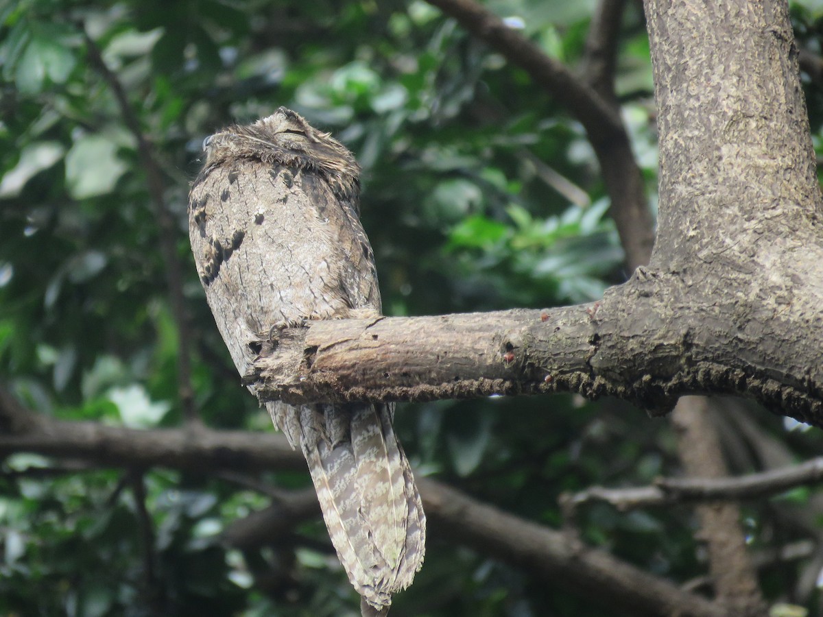 Common Potoo - ML649277690