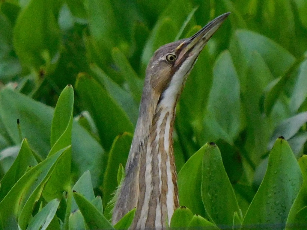 American Bittern - ML649277691