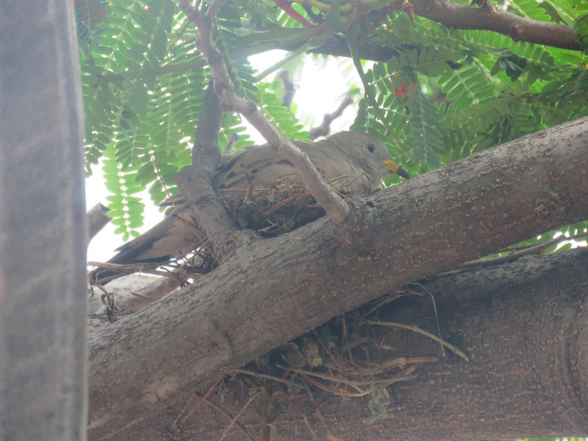 Croaking Ground Dove - ML649277692