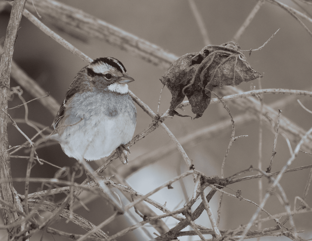 White-throated Sparrow - ML649277693
