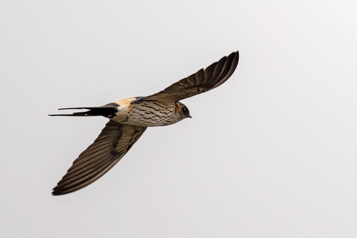 Eastern Red-rumped Swallow - ML649277854