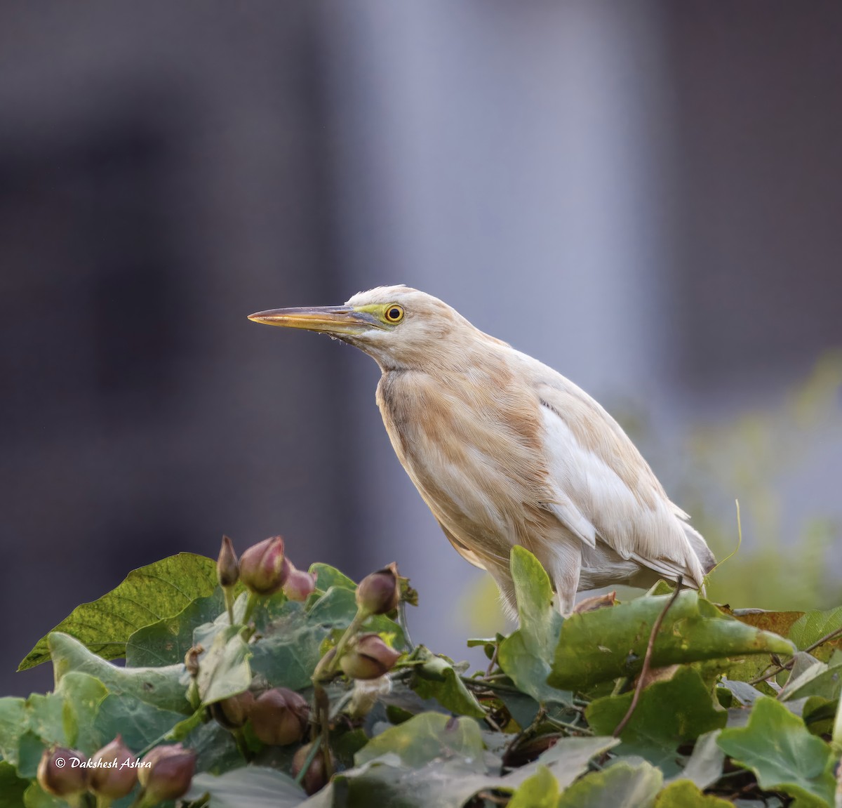 Indian Pond-Heron - ML649278198