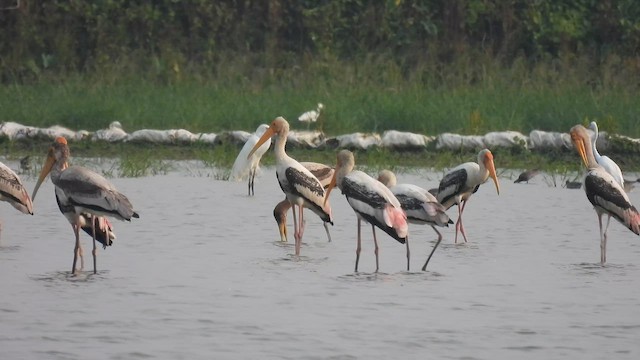 Painted Stork - ML649278298