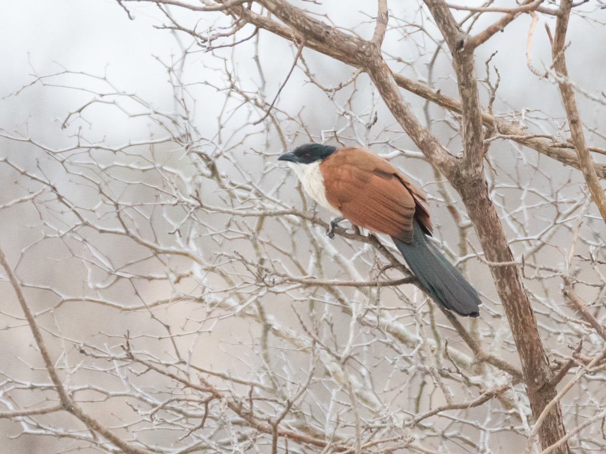 Burchell Kukalı - ML649278323