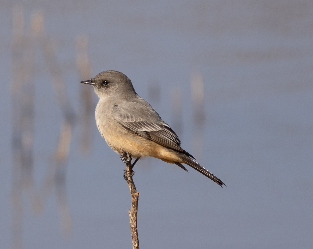 Say's Phoebe - ML649278580