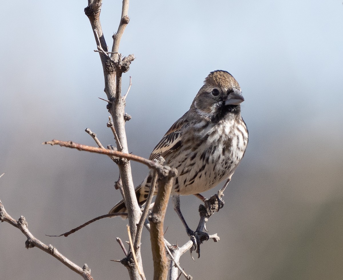 Lark Bunting - ML649278595