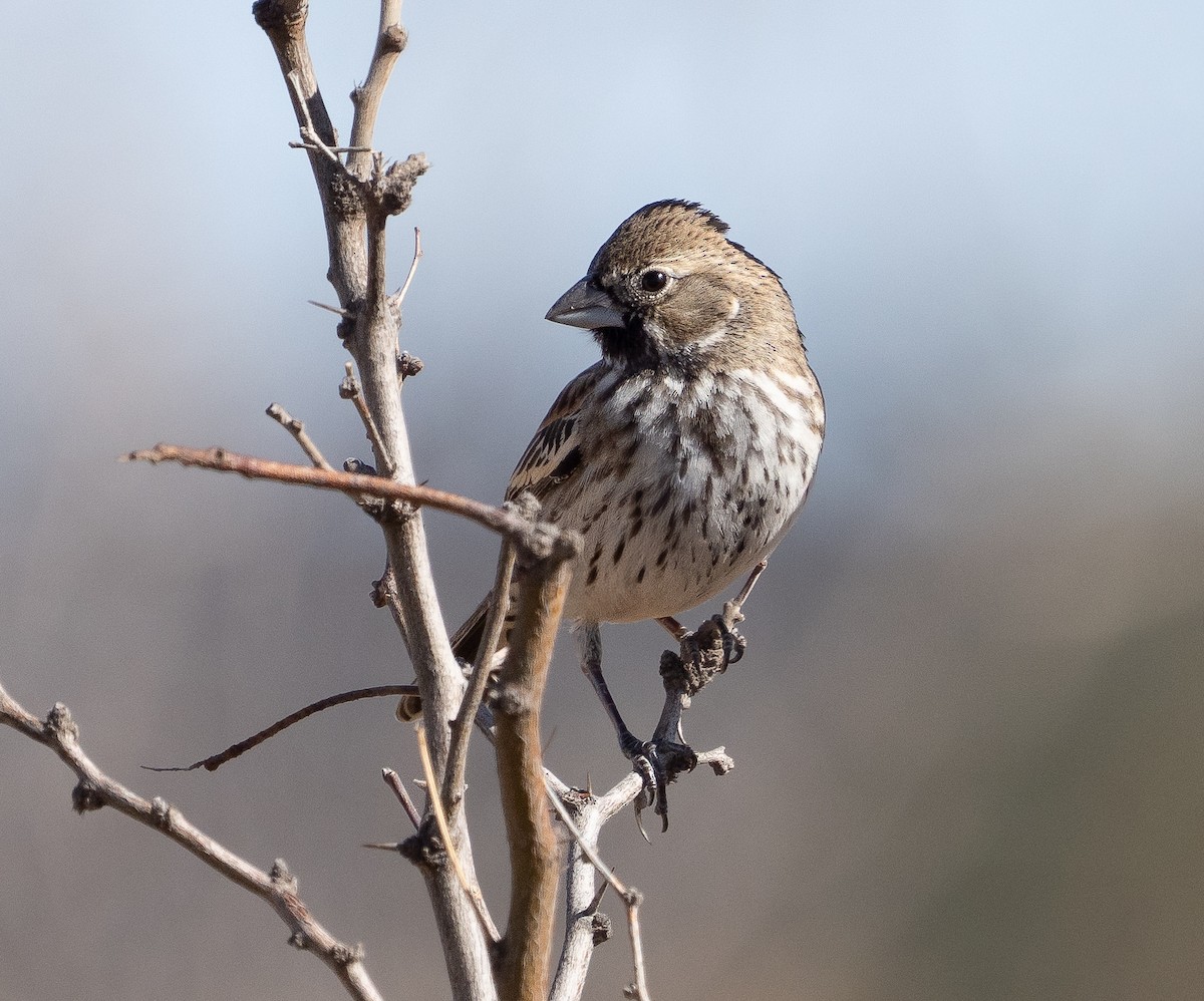 Lark Bunting - ML649278596