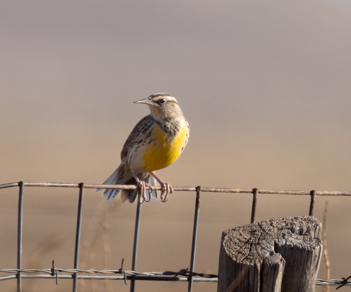 Chihuahuan Meadowlark - ML649278610