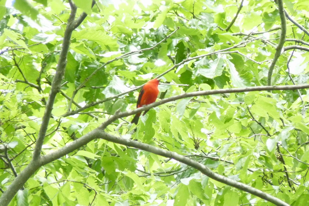 Scarlet Tanager - ML649279021