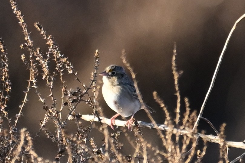 Grasshopper Sparrow - ML649279297