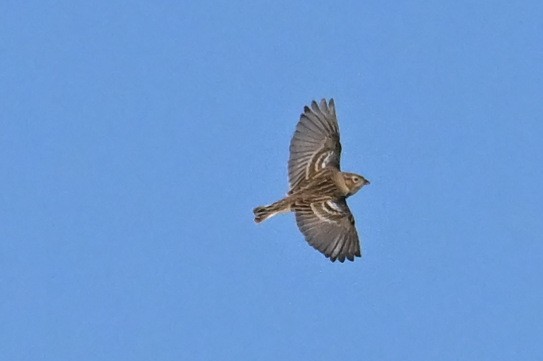 Chestnut-collared Longspur - ML649279304