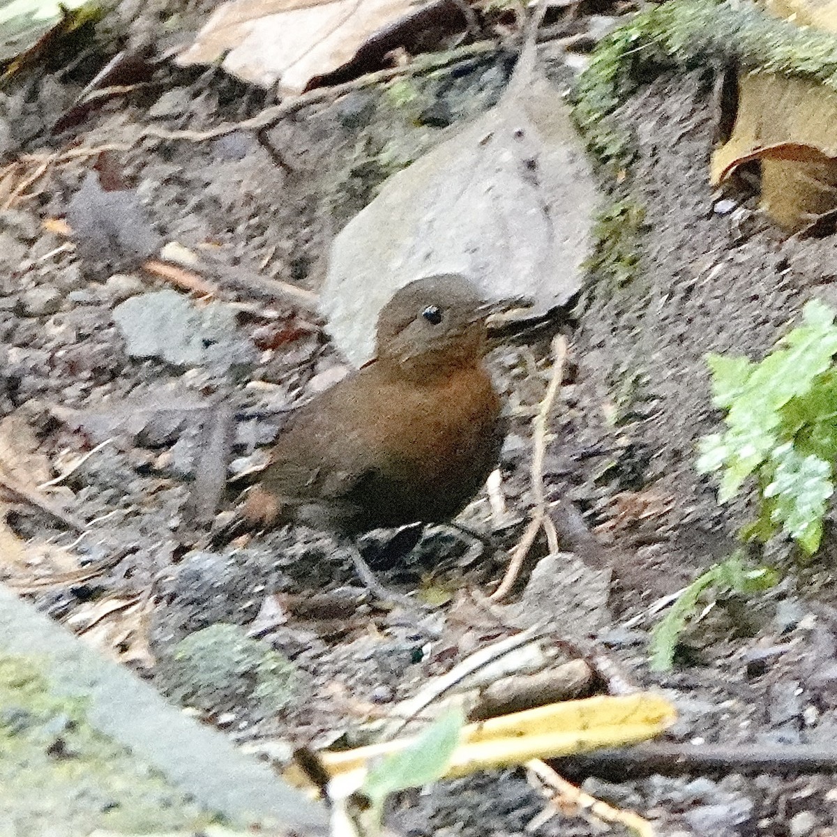 Sclérure à gorge rousse - ML649279362