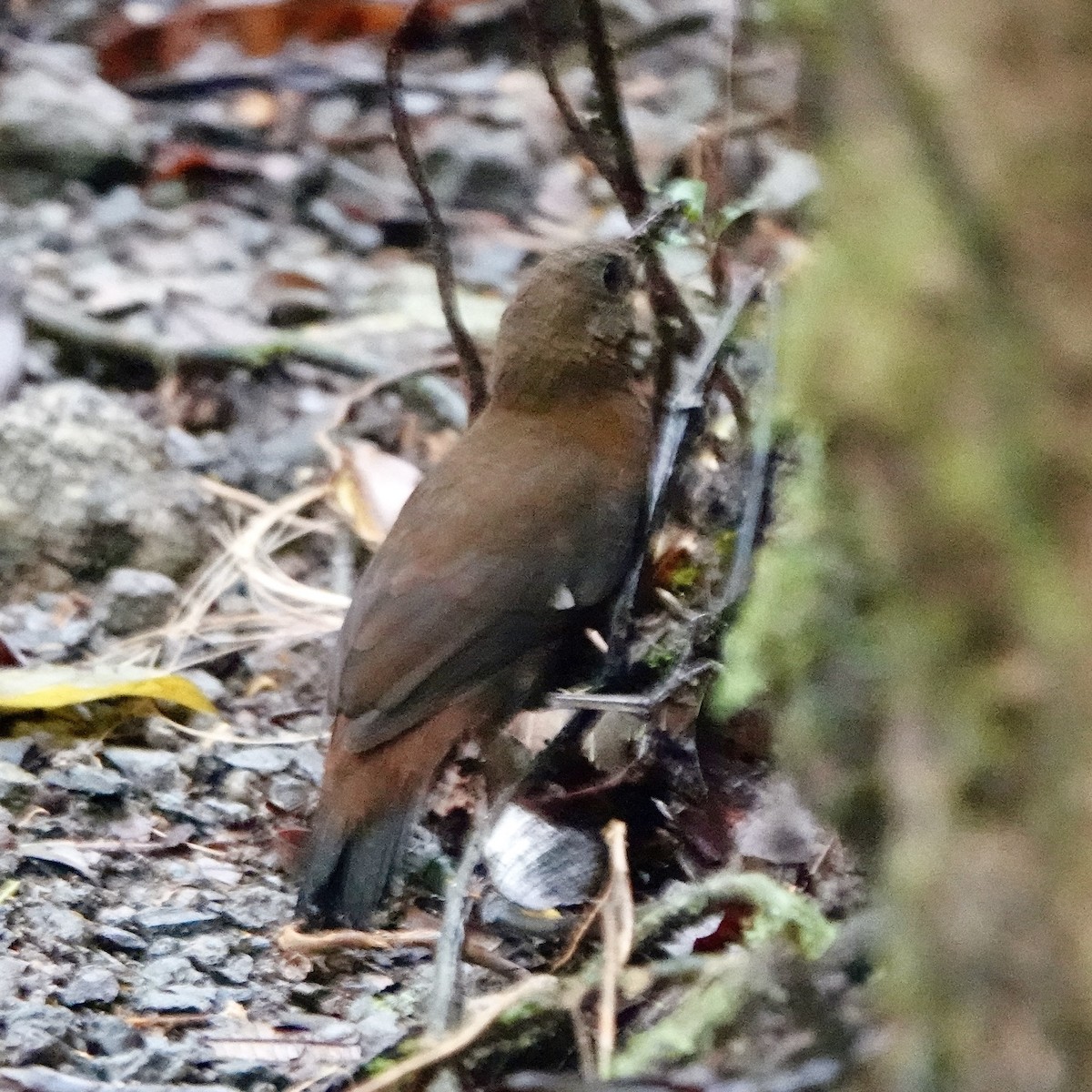 Sclérure à gorge rousse - ML649279364