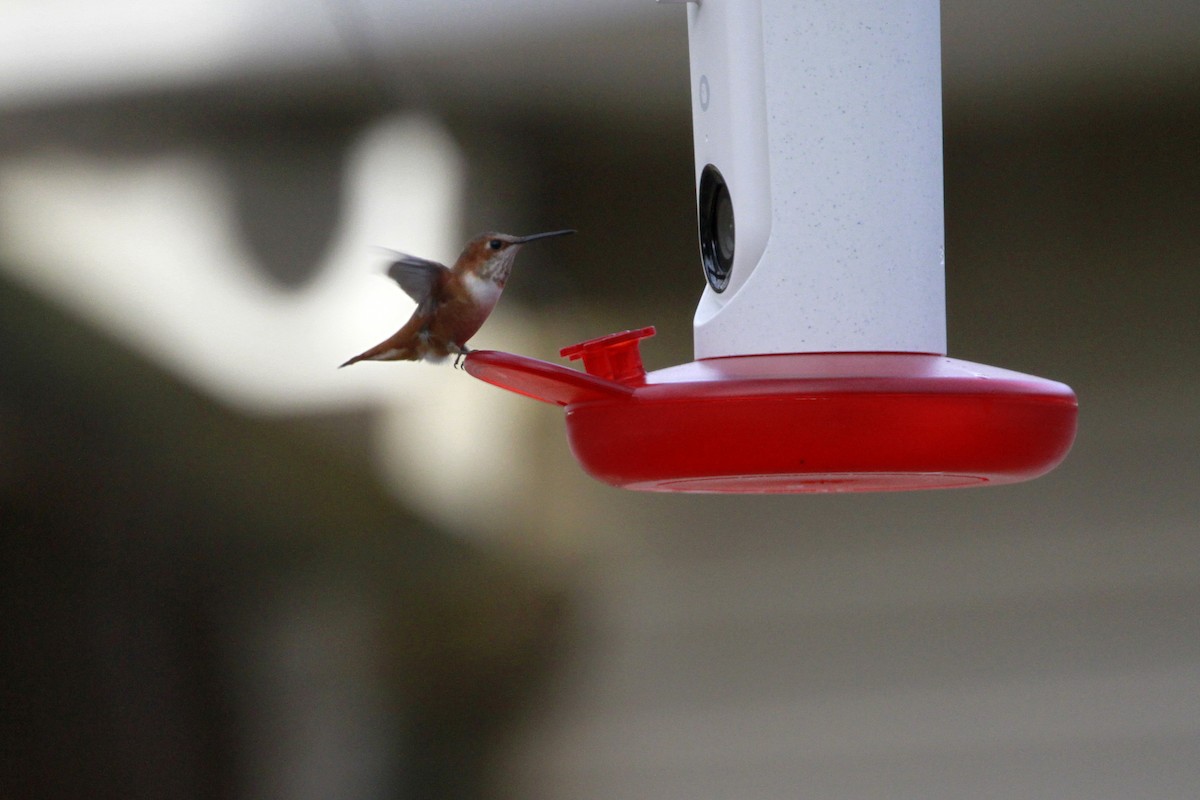 Рыжий колибри - ML649279370