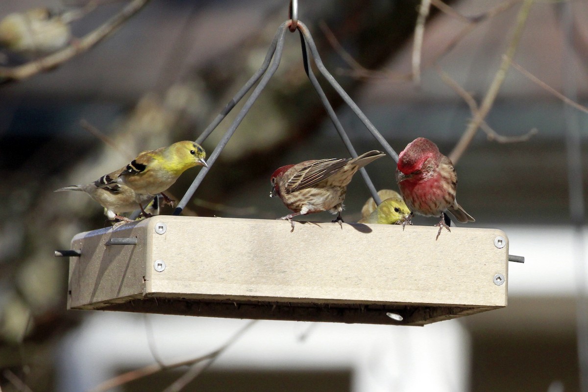 Мексиканская чечевица - ML649279392