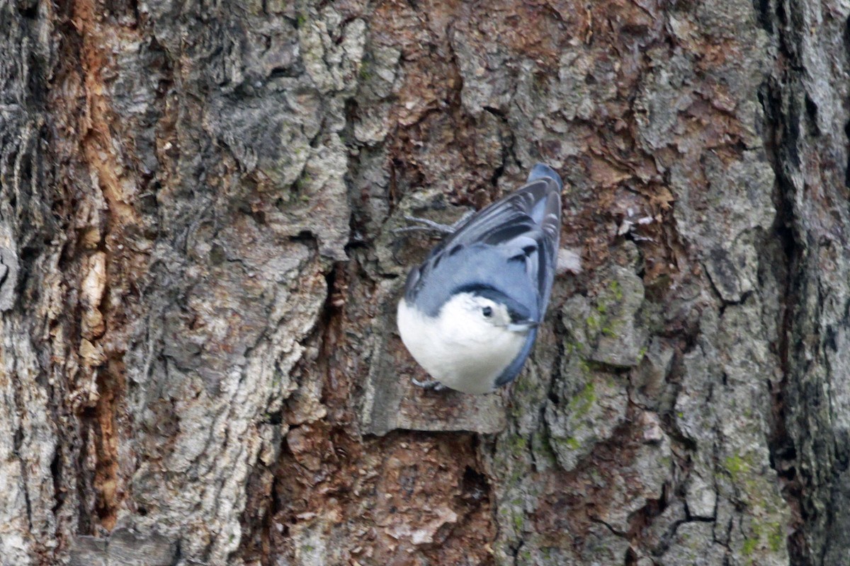 Каролинский поползень - ML649279399